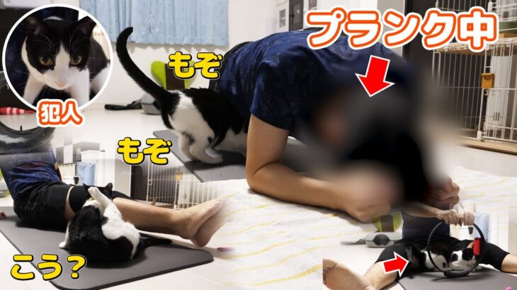 【筋トレ】リングフィットアドベンチャーをすると始まる猫の妨害