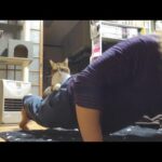 飼い主の筋トレを手伝う猫